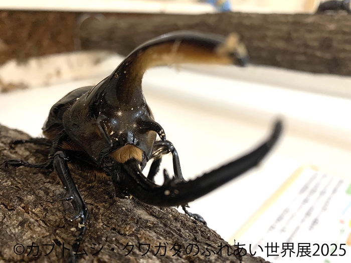 カブトムシ・クワガタのふれあい世界展 展示:ふれあい 5