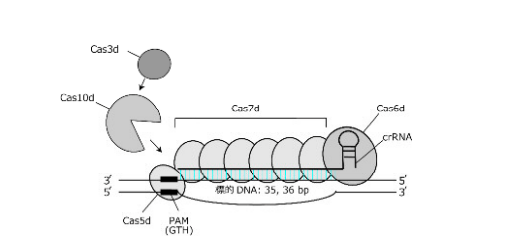 図1.新規ゲノム編集技術TiDの概要図.本研究により、Cas10dはヌクレーゼ機能を有し、Cas3dの複合体へのリクルートに必要であることが明らかになった。