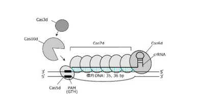 図1.新規ゲノム編集技術TiDの概要図.本研究により、Cas10dはヌクレーゼ機能を有し、Cas3dの複合体へのリクルートに必要であることが明らかになった。