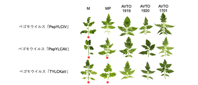 ウイルス感染したトマトの葉の様子　感受性品種のMや、国内で主流の単一のウイルス抵抗性遺伝子を持つ品種MPでは、「＊」で示した葉で発病が認められる。一方、複数のウイルス抵抗性遺伝子を持つAVTO1919、AVTO1920、AVTO1701は発病が見られなかった。