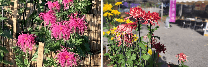 左:伊勢菊(初日出)(昨年の様子) 右:江戸菊(春日)(昨年の様子)