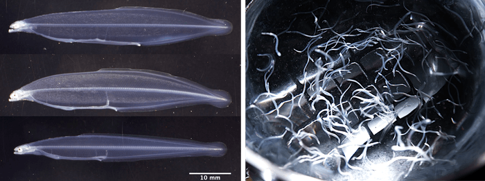 (左)オリジナル飼料の給餌でシラスウナギへの変態を開始したウナギの仔魚(149日齢)、(右)オリジナル飼料等の給餌で育ったシラスウナギ(175日齢)