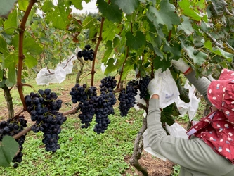 NPOの小さな挑戦！ワインになる前の、特別なひとしずく 「自家畑メルロー100％ぶどうジュース」11/5試飲会開催