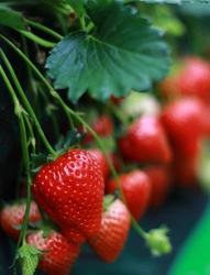 日光ストロベリーパークのいちご狩り付き宿泊プランを販売開始！栃木名産を食べられるブッフェも楽しめる！