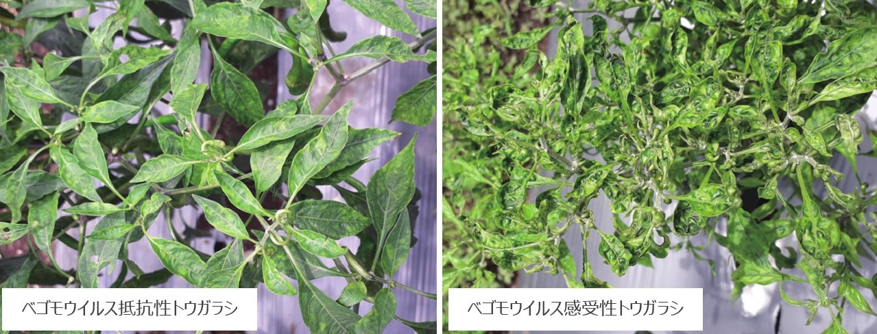 ベゴモウイルス抵抗性によりトウガラシの生産量が倍増 生産現場でのウイルス病被害の低減に期待
