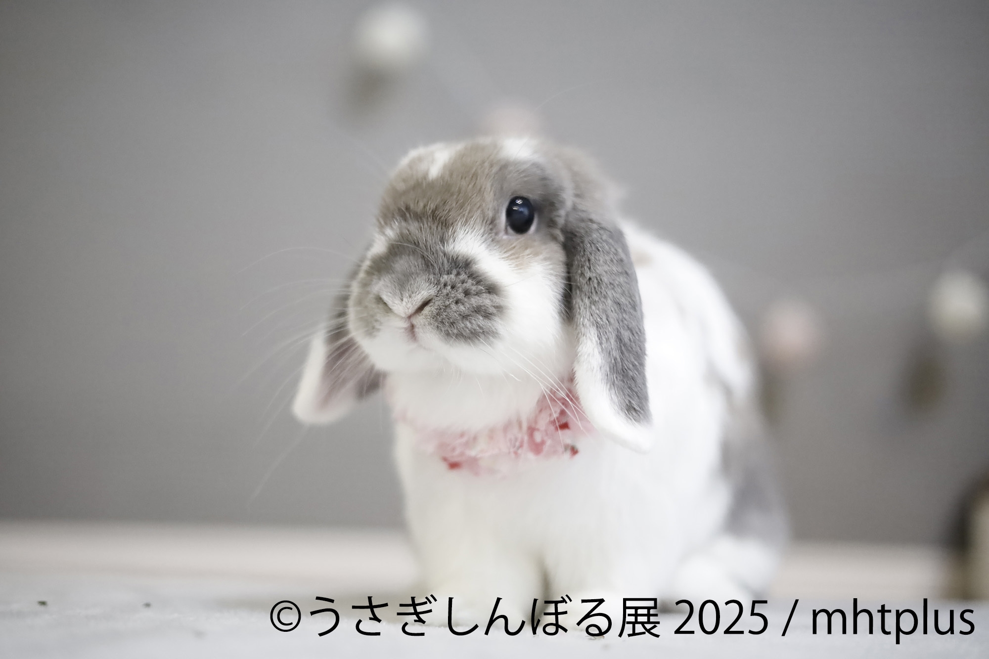 【2025年】HURTS-嘆きのうさぎ-【A3サイズ. 現代アート 2025年新作】SADNESS-嘆きのうさぎ-【A3サイズ. 現代アート 絵