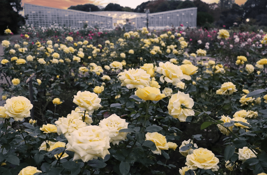 神代植物公園「秋のバラフェスタ」10/７（火）～開催！
