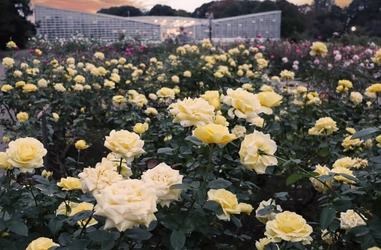 神代植物公園「秋のバラフェスタ」10/７（火）～開催！