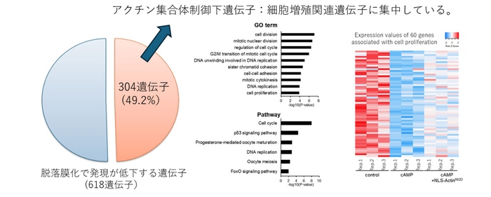 図2:核内アクチン集合体形成により制御される脱落膜化関連遺伝子 304遺伝子が、核内アクチン集合体形成により負に制御されていた。これらの多くは、細胞増殖にかわる遺伝子であった。
