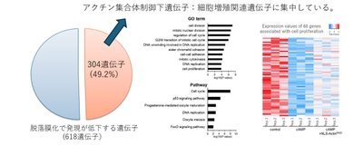 図2：核内アクチン集合体形成により制御される脱落膜化関連遺伝子　304遺伝子が、核内アクチン集合体形成により負に制御されていた。これらの多くは、細胞増殖にかわる遺伝子であった。