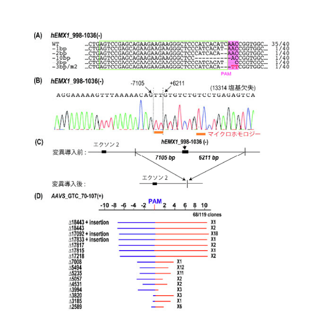 図3.TiDを用いたヒト細胞でのゲノム編集。
