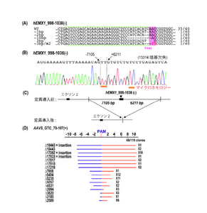 図3.TiDを用いたヒト細胞でのゲノム編集。