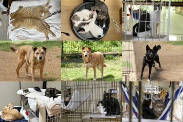 熊本の動物愛護団体「ドッグレスキュー熊本」が 保護施設移転に伴う古民家改修に向けクラファン再チャレンジ！ CAMPFIREで7月31日まで