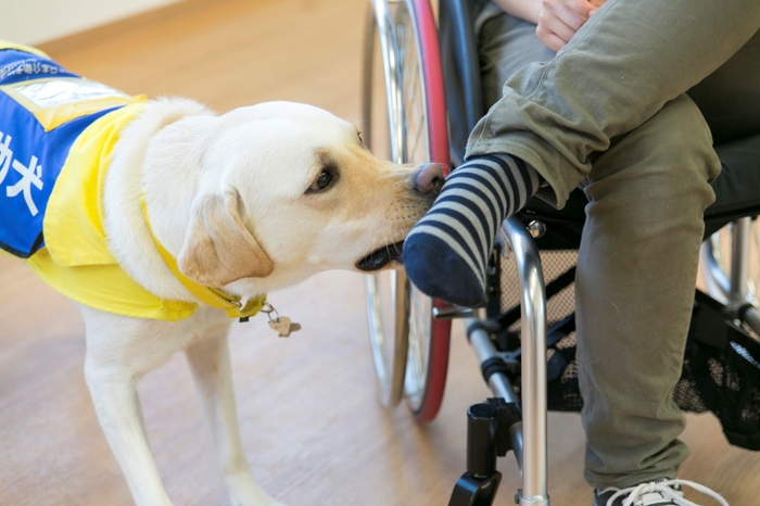 介助作業/衣服の着脱:撮影 社会福祉法人日本介助犬協会