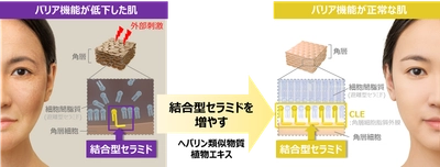 肌のバリア機能に重要な結合型セラミドを増やす成分を発見