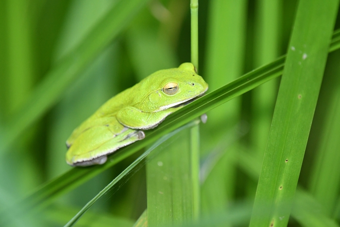 シュレーゲルアオガエルに会えるかも?(昨年の様子)