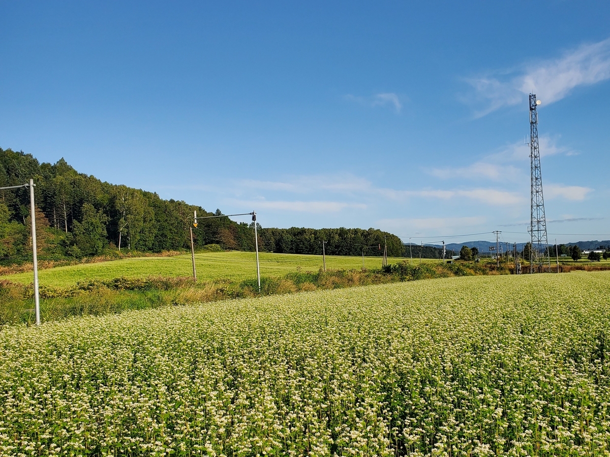 食べたことある?北海道の変わった蜂蜜たち しころ、菩提樹、せん、そばの花から採れた4種類のシングルオリジンハニーが新登場