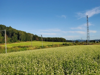 食べたことある？北海道の変わった蜂蜜たち　しころ、菩提樹、せん、そばの花から採れた4種類のシングルオリジンハニーが新登場