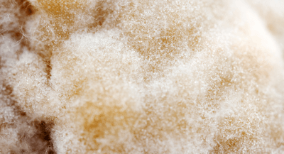 GZXeV0IFzV4f1WXkf8EF.png?w=940&h=940