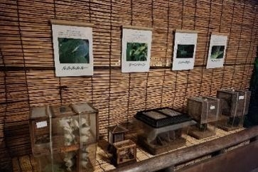 虫の展示（昨年の様子）
