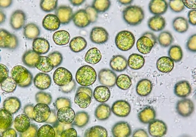 GasVlNyEZGa5crNfSqJA.jpg?w=940&h=940