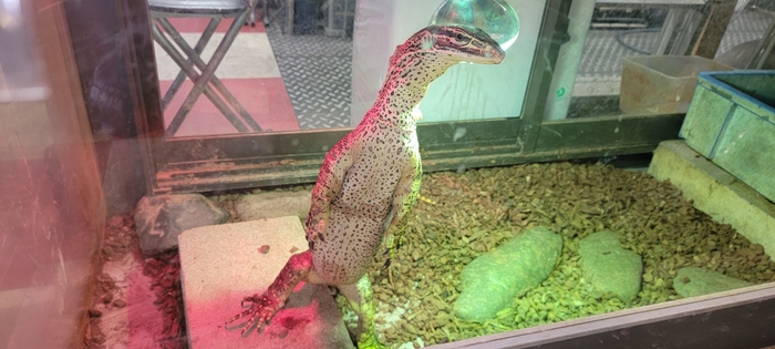 グールドモニター