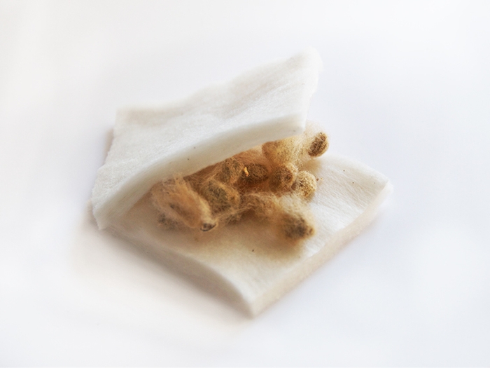 別添:国産茶綿の種