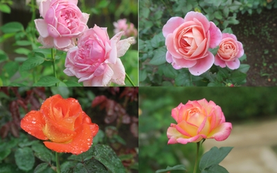 GhTEV6bCpozG1B6yYSiW.jpg?w=940&h=940