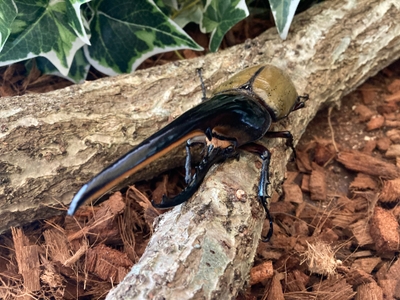 GjP6IbCWhCSU38S1o4Xv.jpeg?w=940&h=940