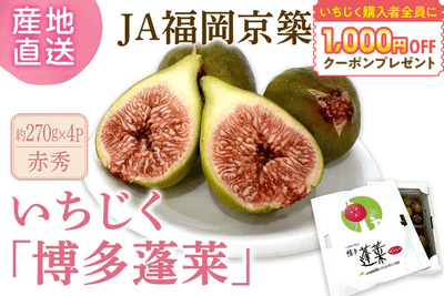 ハウスいちじく「博多蓬莱」約270ｇ×４パック◎ＪＡ福岡京築
