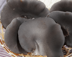 GnU2fVsNf9daILosxg9Z.png?w=940&h=940