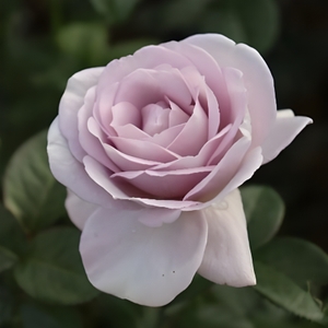 ‘ブルー・バユ―’