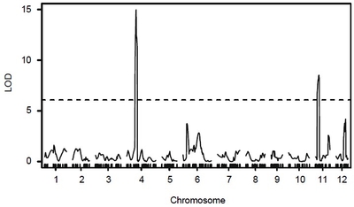 ベゴモウイルス抵抗性のGR1と、感受性のHabaneroの交雑F2集団を用いた連鎖解析で、第4染色体と第11染色体に抵抗性に関わる遺伝子領域を検出　縦軸：LOD※5　横軸：Chromosome（染色体）