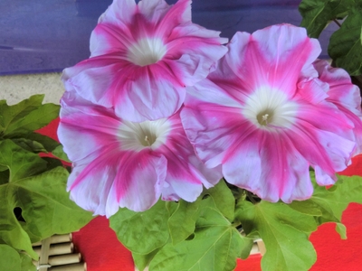 GtQQoDAQx9LDzsWEu9in.jpg?w=940&h=940