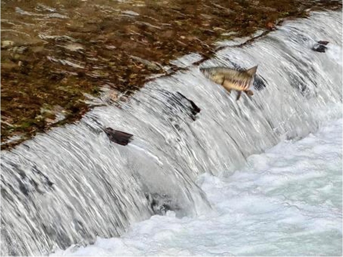 鮭の遡上風景(イメージ)