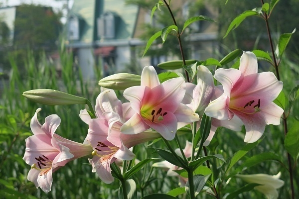 夏テッポウユリ