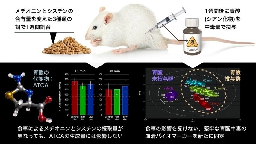 青酸中毒の痕跡を見逃さない　〜食事の影響を受けにくい、青酸の新たなバイオマーカーを同定〜