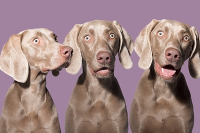 H1qMjrBsVx3dZLBrmNxB.jpeg?w=940&h=940