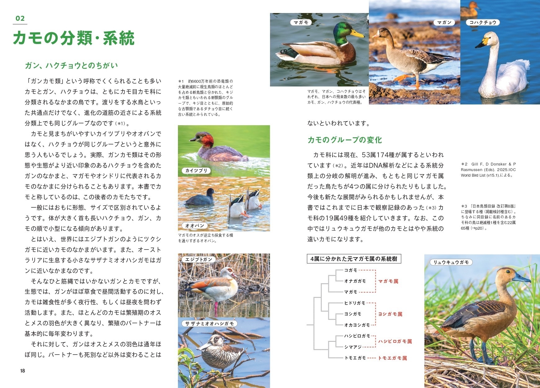 カモの分類・系統