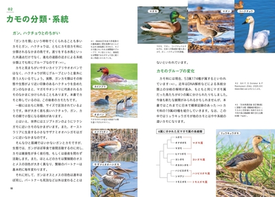 カモの分類・系統