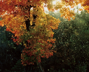 H4196brupFwzJBTIpfdW.jpg?w=940&h=940