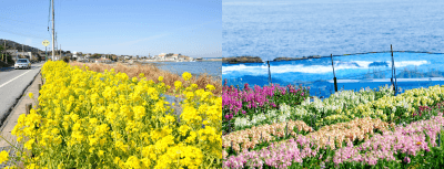 左:房総フラワーライン/右:白間津の花畑