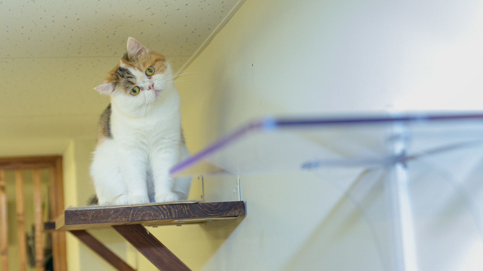 キャットステップ 気になる