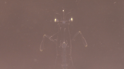 漁港に現れたエイリアン！？ その驚きの正体とは‥‥！？