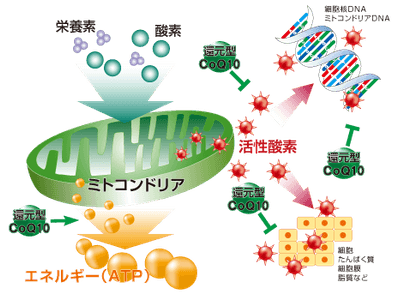 ユビキノールの2大機能