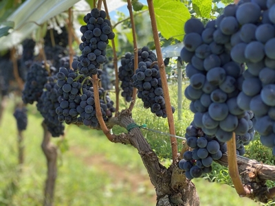 HCR1NBzUUfSjeCir7XWZ.jpg?w=940&h=940