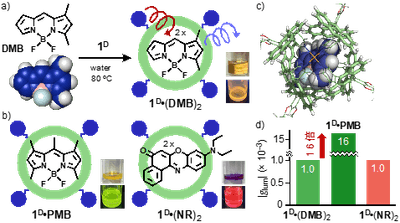 図3（a）らせん型カプセル1DによるDMBの内包とその溶液写真（上：室内光下,下：光照射下）　（b）キラル蛍光物性を示す内包体1D・PMBと1D・(NR)2とそれらの溶液写真　（c）1D・PMBの立体構造（内部空間周辺の拡大図）　（d）内包体におけるCPLバンドの強度比較