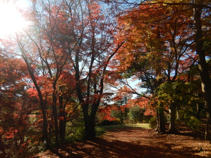 記念館の道~もみじ平に至る道