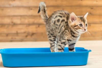 ※コラム内の記事、写真等の転載はご遠慮ください。