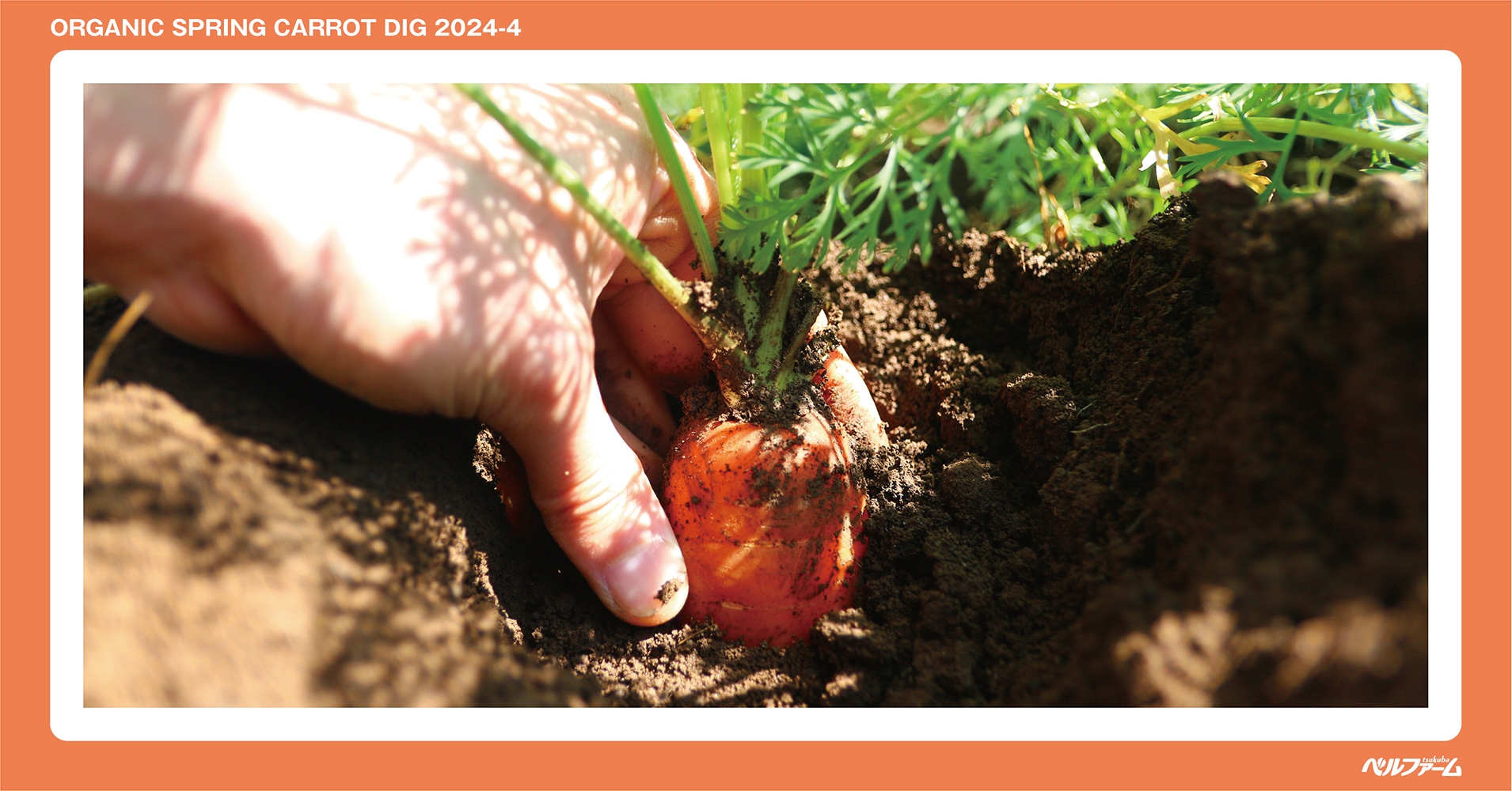 有機春にんじん収穫体験イベントイメージ画像④
